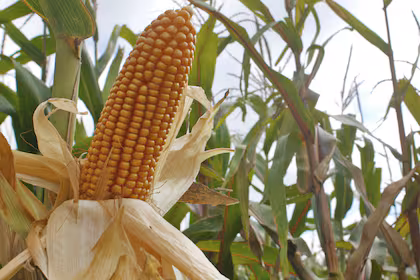 Monitoreo de chicharrita y cogollero: decisiones basadas en datos de campo
